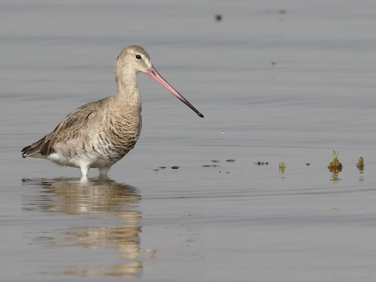 Black-tailed Godwit - ML615433529