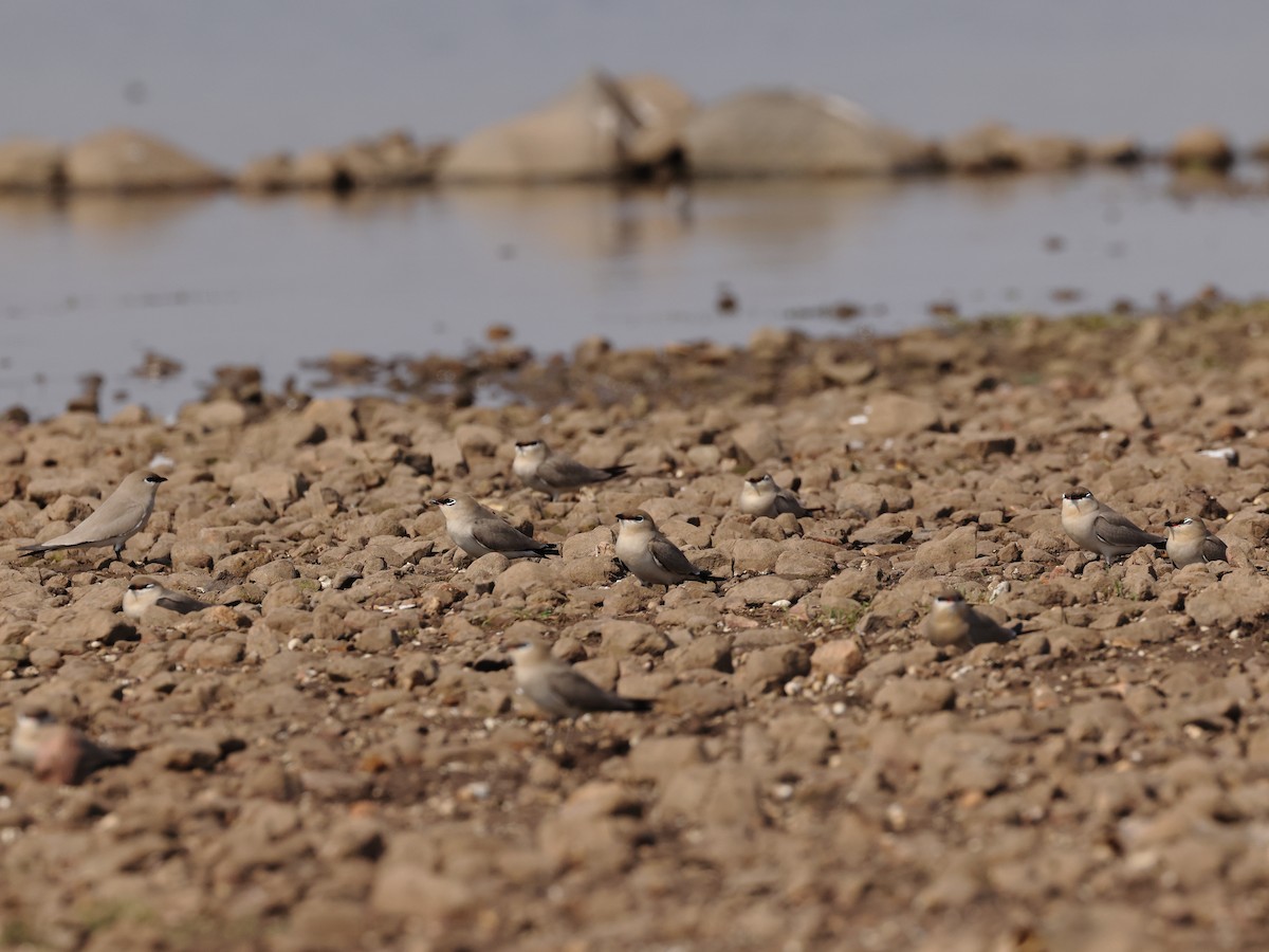 Small Pratincole - Gowri Shankar S