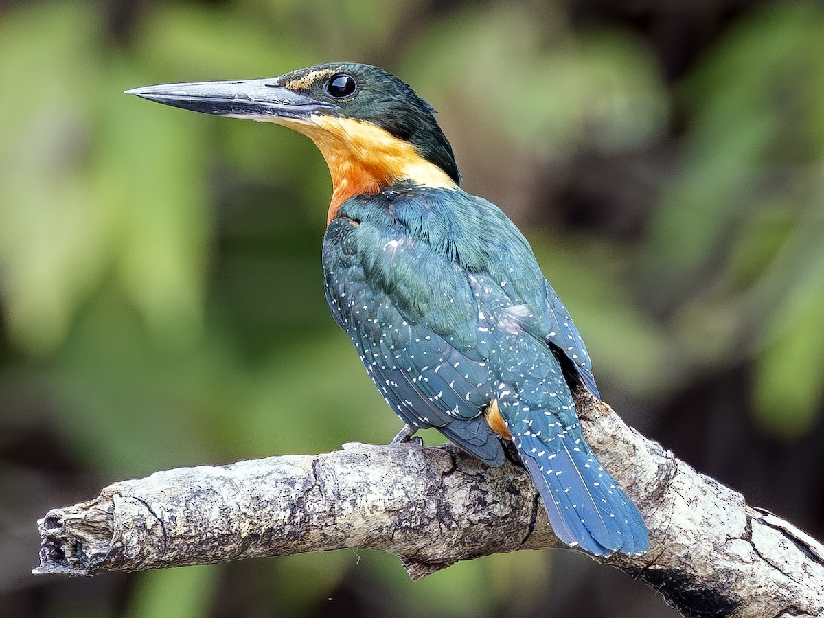 Green-and-rufous Kingfisher - Peter Kondrashov