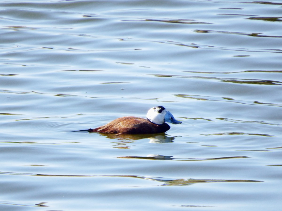 White-headed Duck - Adrian Ruiz Álvarez