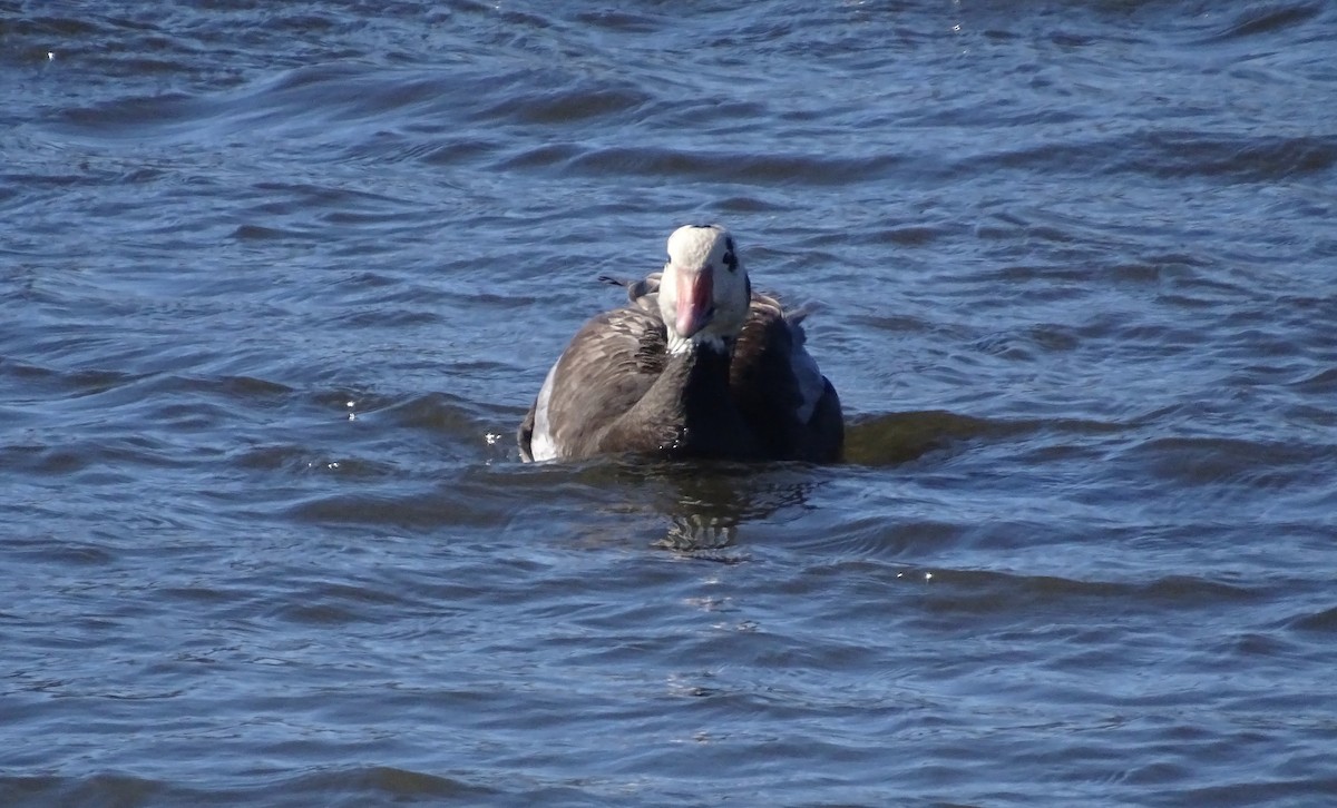 Snow Goose - ML615433590