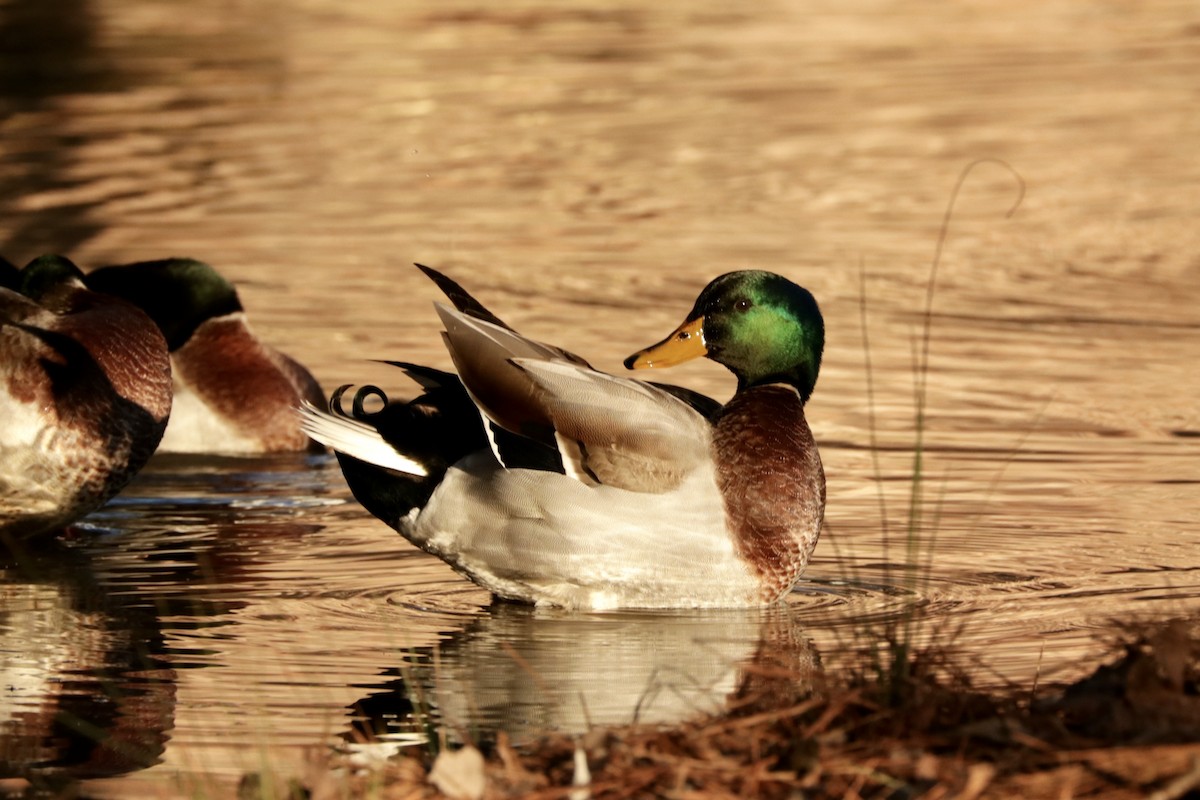 Canard colvert - ML615433597