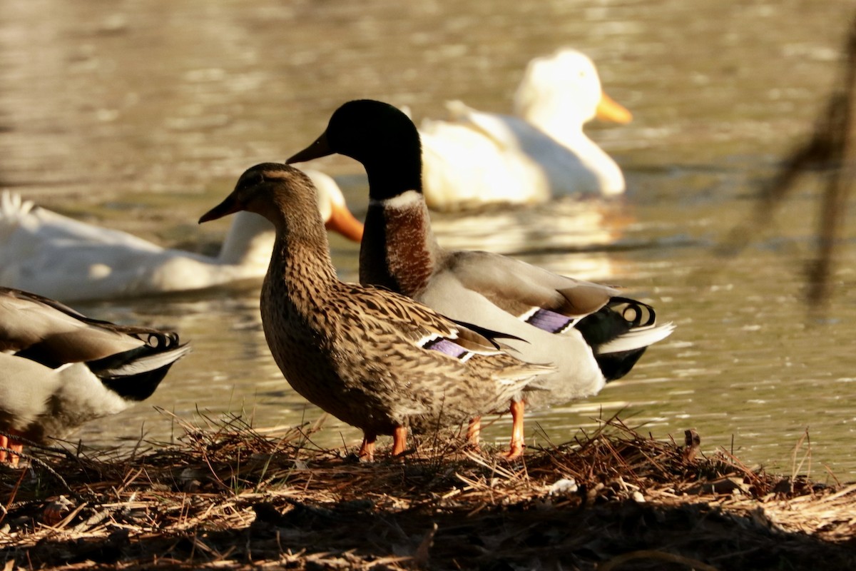 Canard colvert - ML615433606