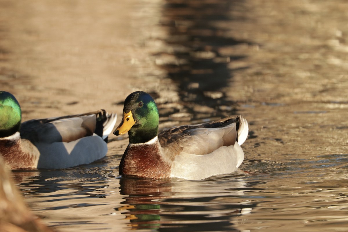 Canard colvert - ML615433616