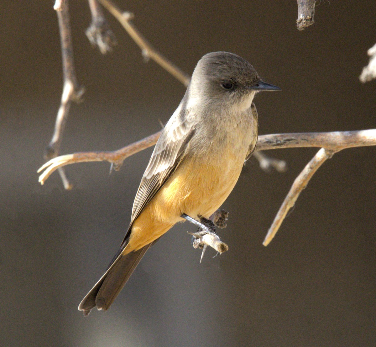 Say's Phoebe - ML615433617