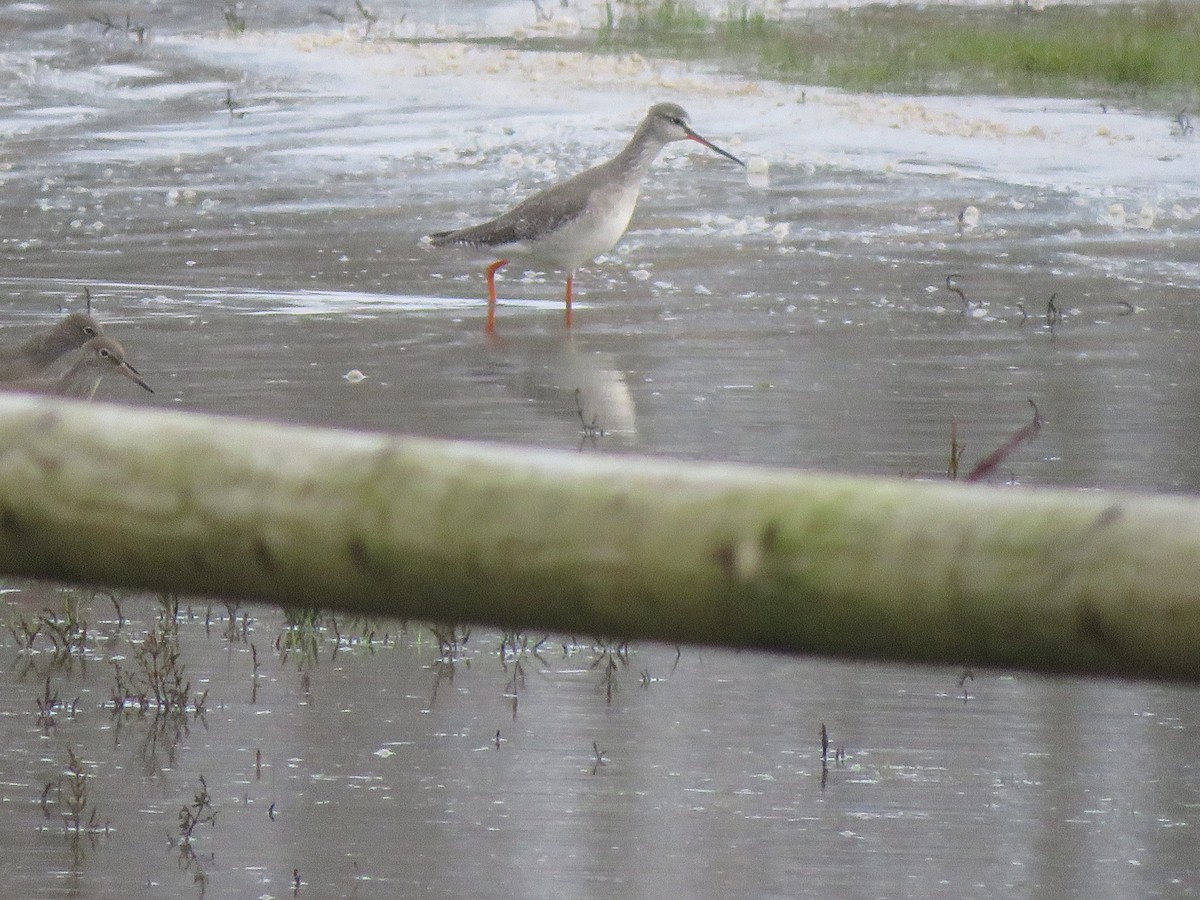 Spotted Redshank - ML615433632