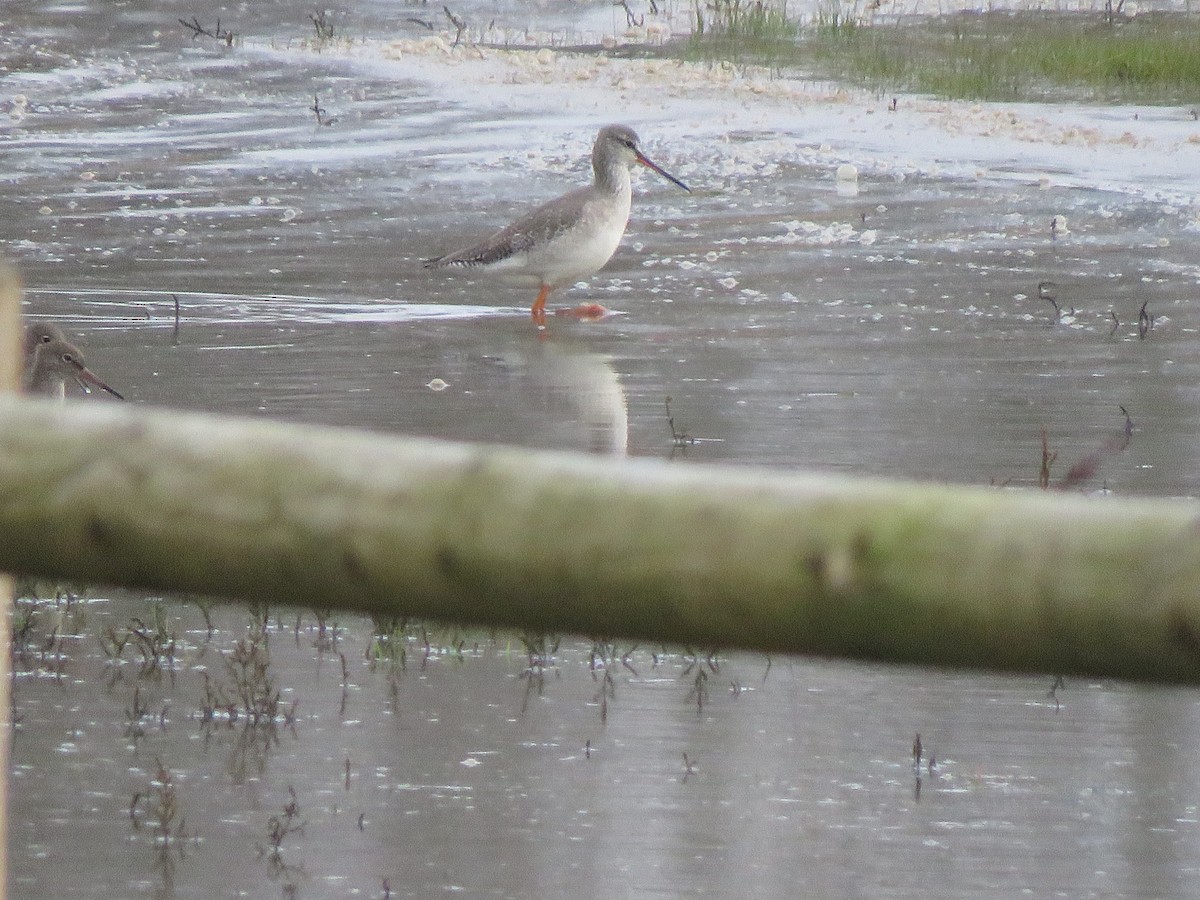 Spotted Redshank - ML615433633