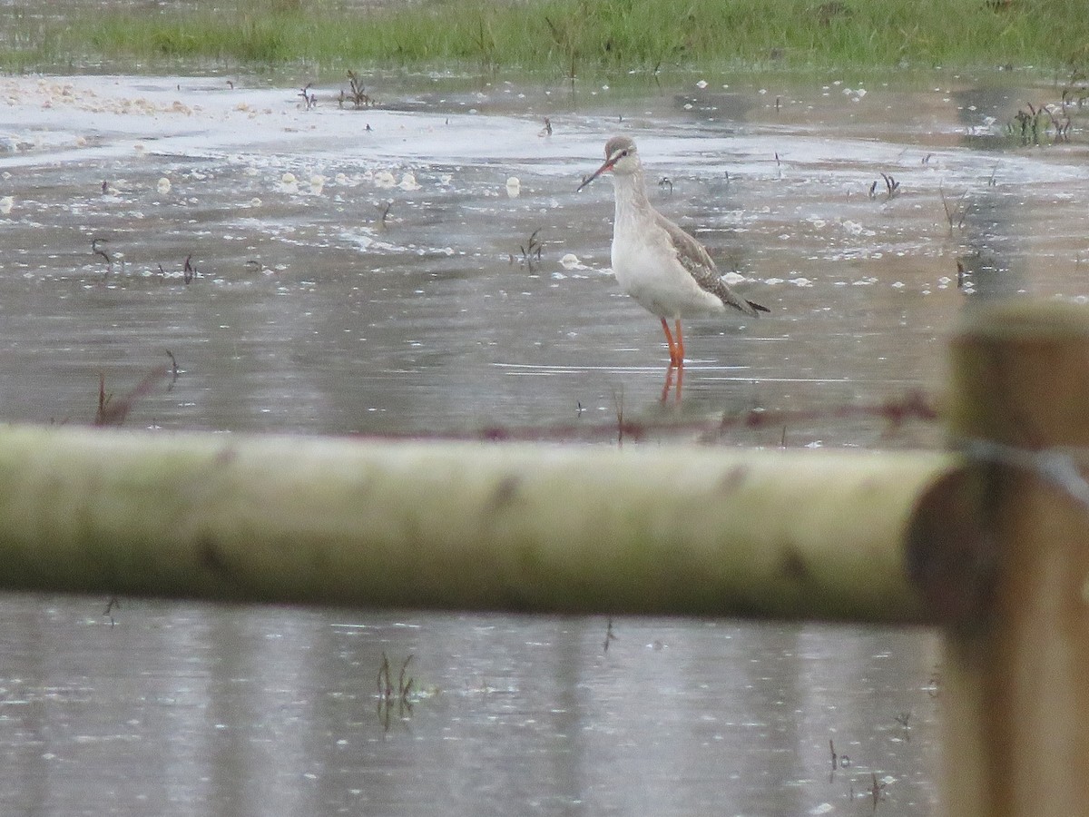 Spotted Redshank - ML615433634