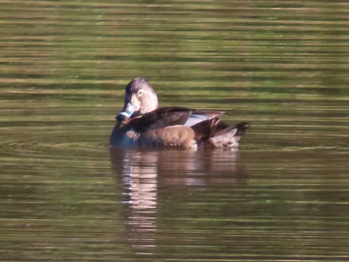 Ring-necked Duck - ML615433743