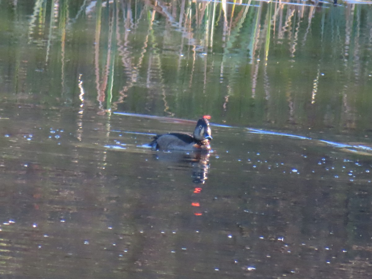 Ring-necked Duck - ML615433744