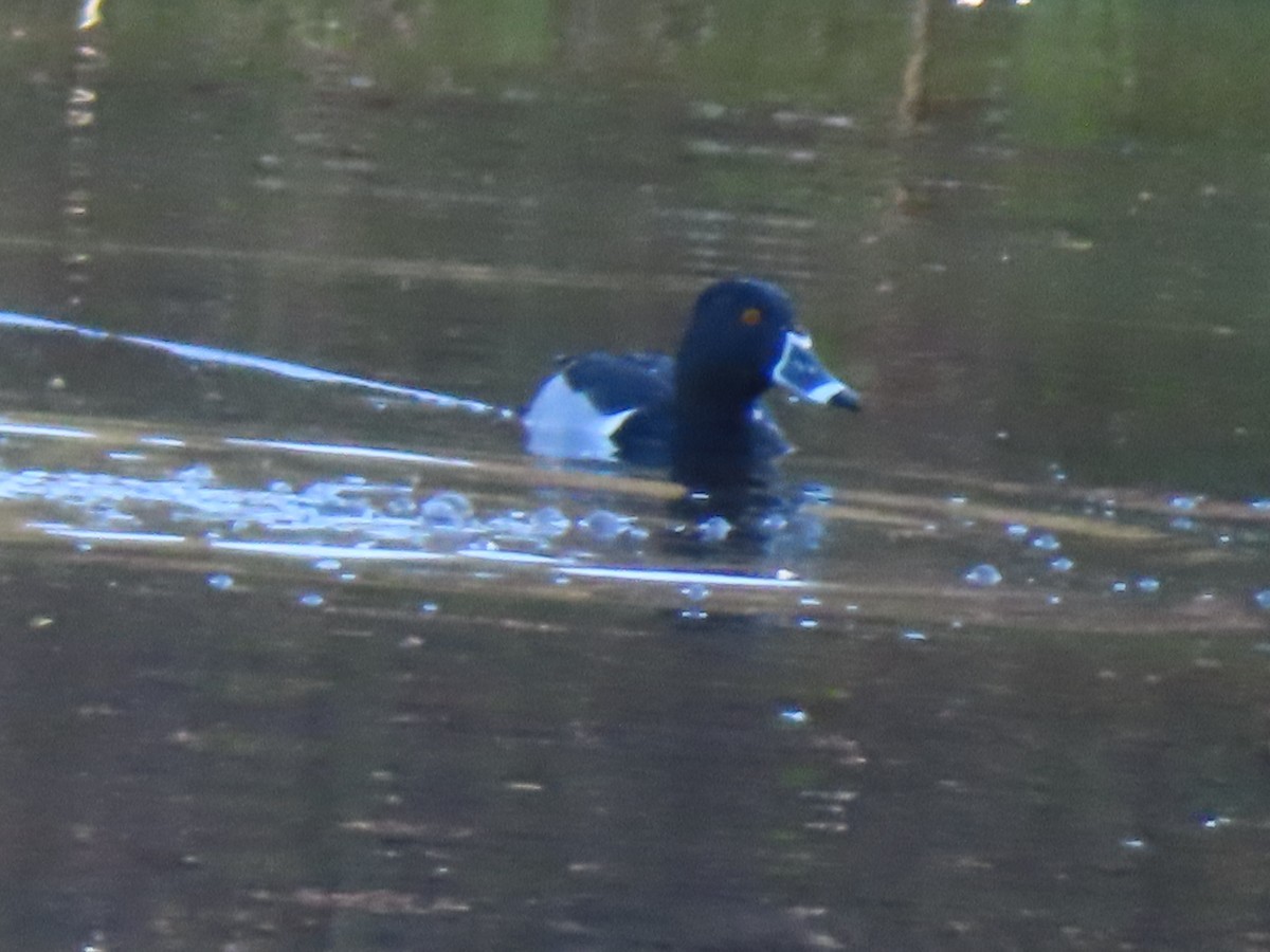 Ring-necked Duck - ML615433745