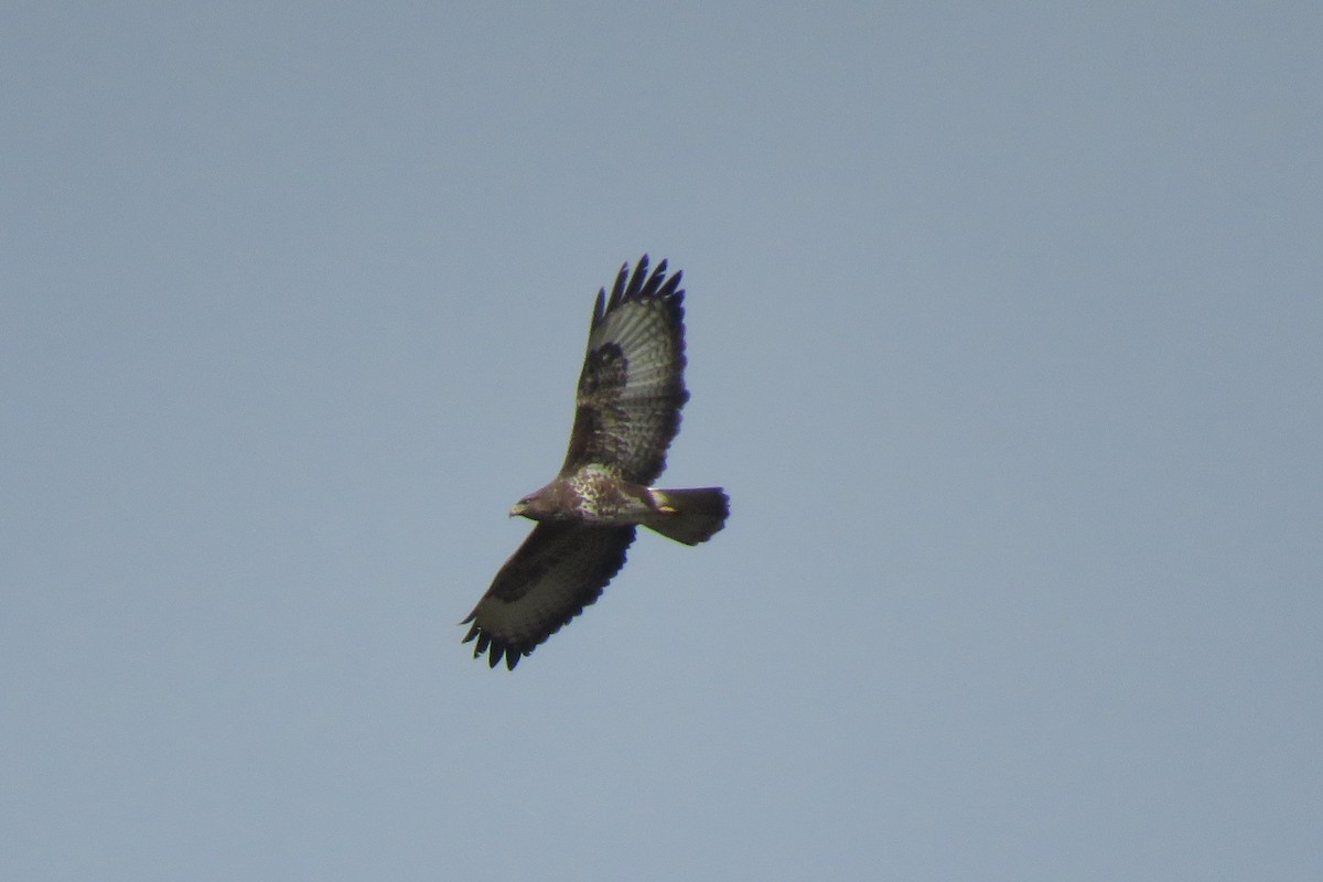 Common Buzzard - ML615433785