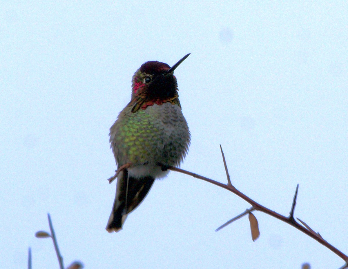 rødmaskekolibri - ML615433839