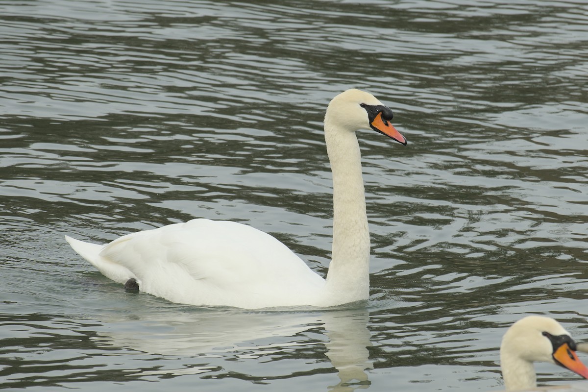 Mute Swan - ML615433841