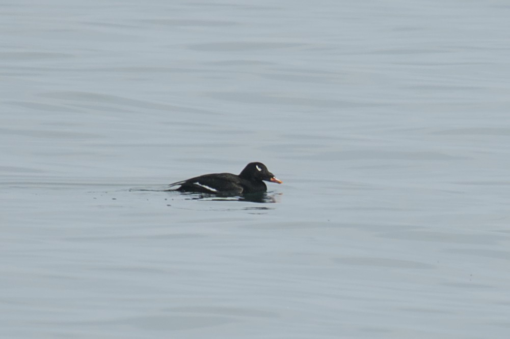 White-winged Scoter - ML615433847