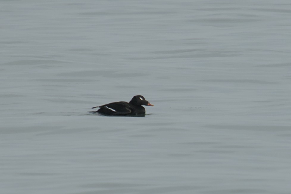 White-winged Scoter - ML615433848