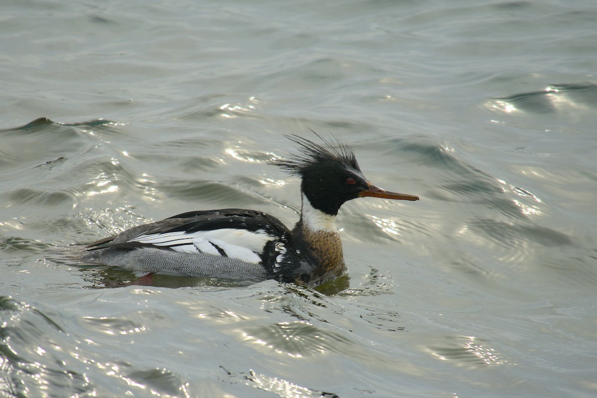 Red-breasted Merganser - ML615433859