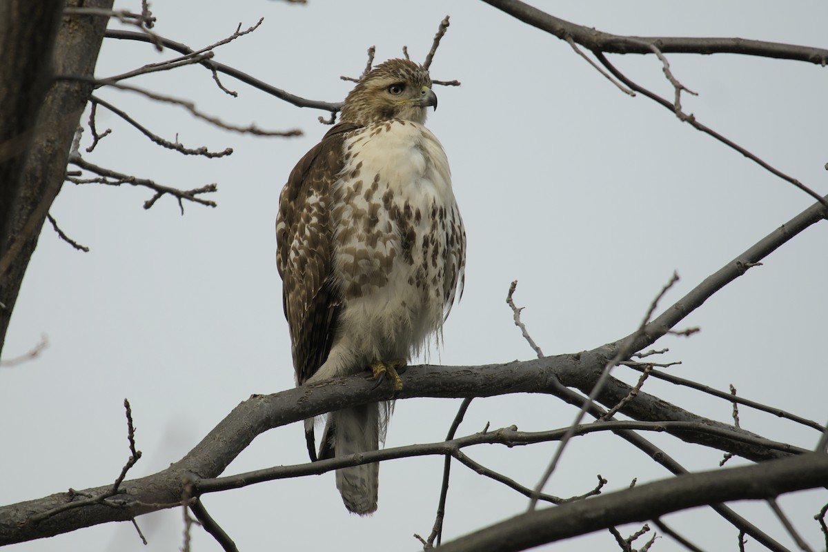 Rotschwanzbussard - ML615433885