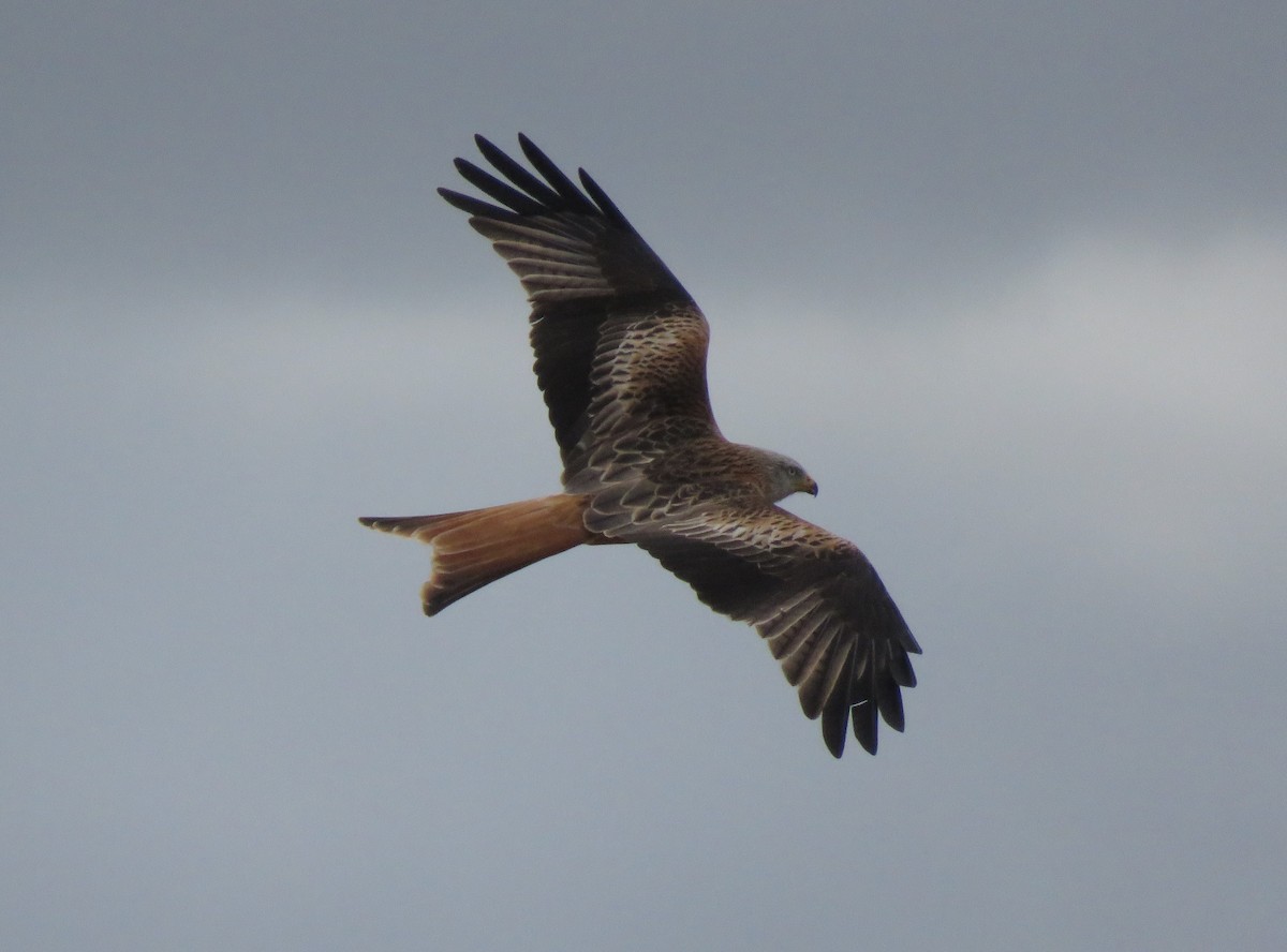 Red Kite - ML615433888