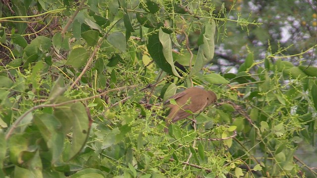 Clamorous Reed Warbler - ML615433946