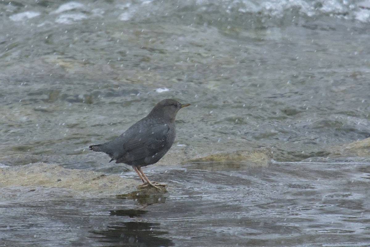 American Dipper - ML615433961