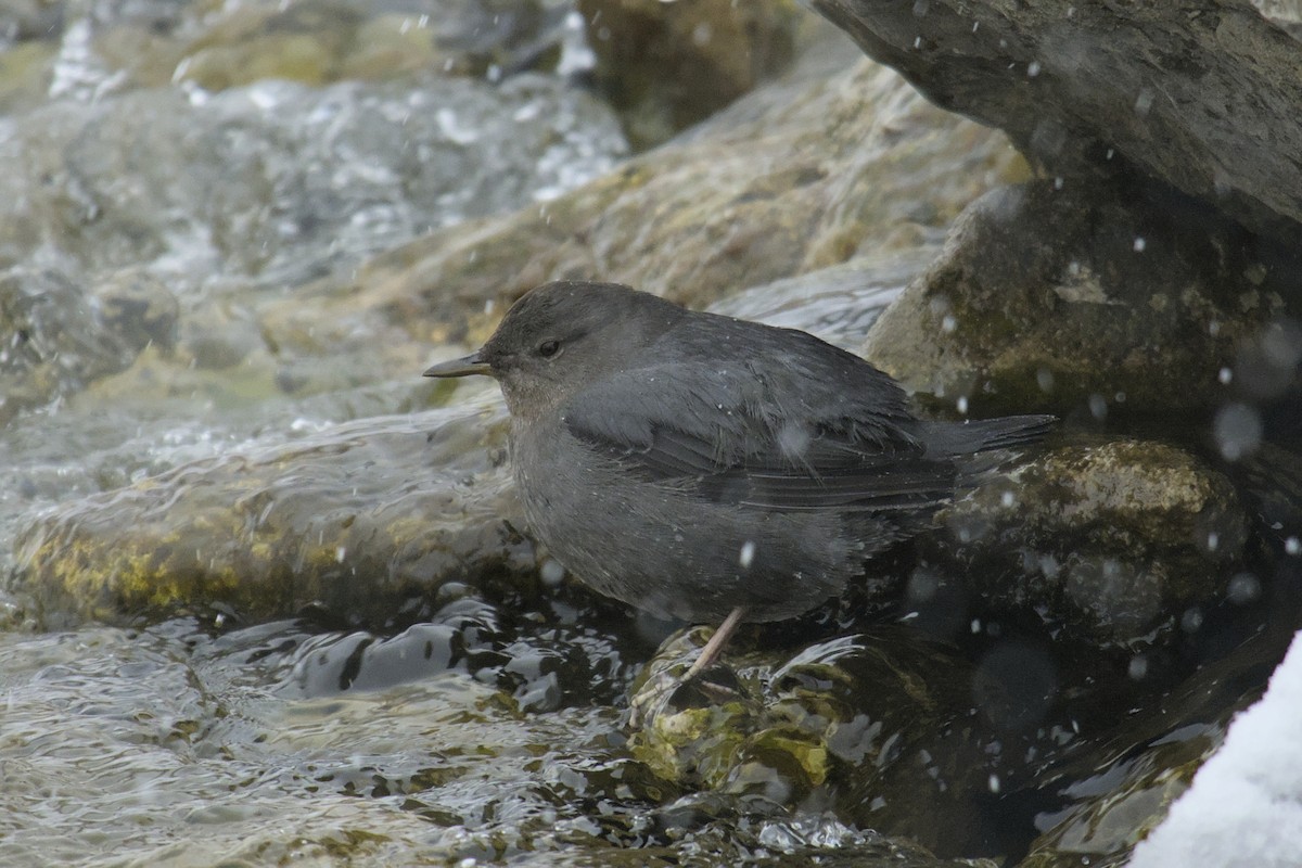 American Dipper - ML615433963