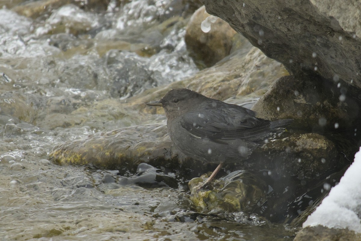 American Dipper - ML615433964