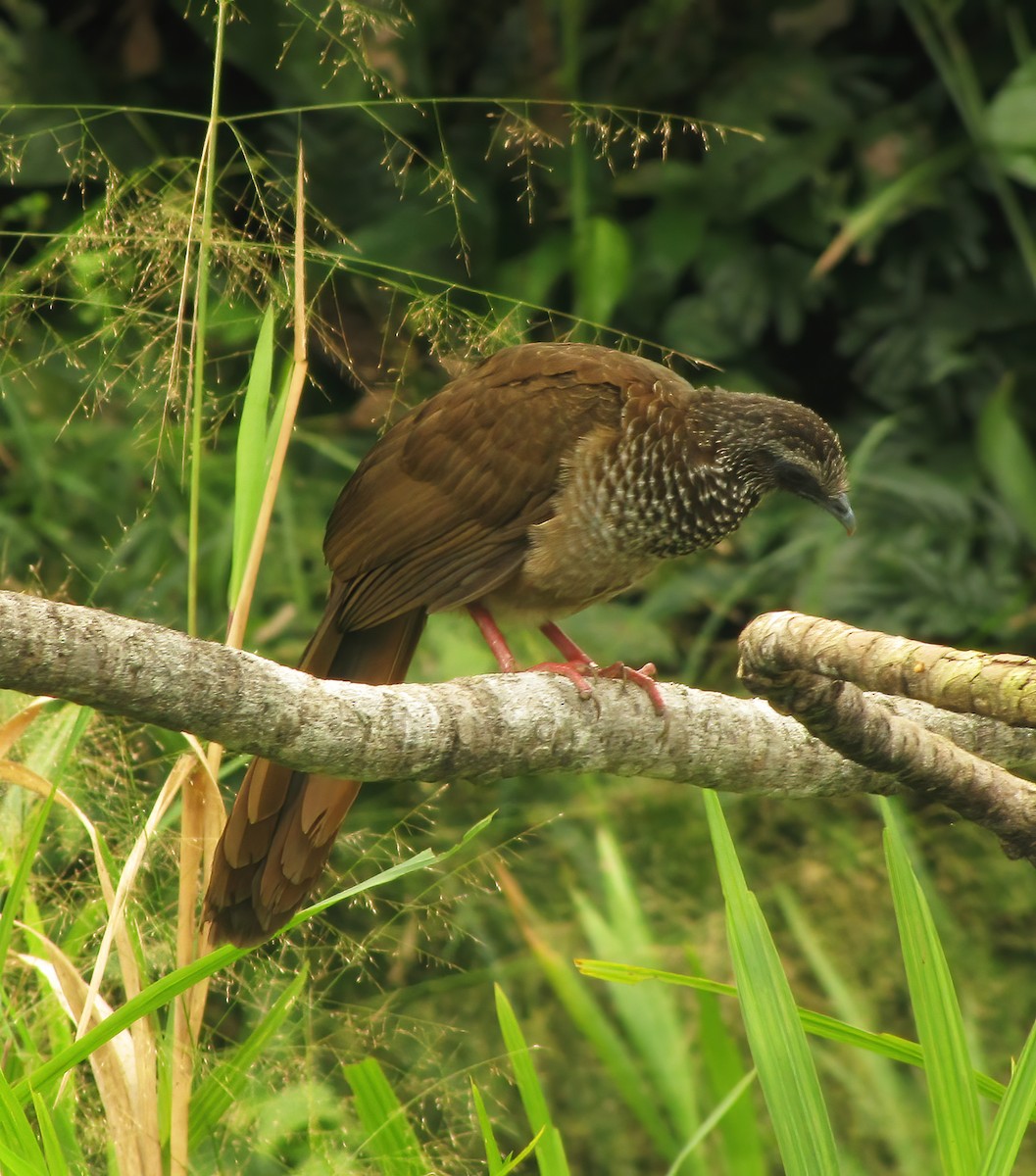 Speckled Chachalaca - ML615434013