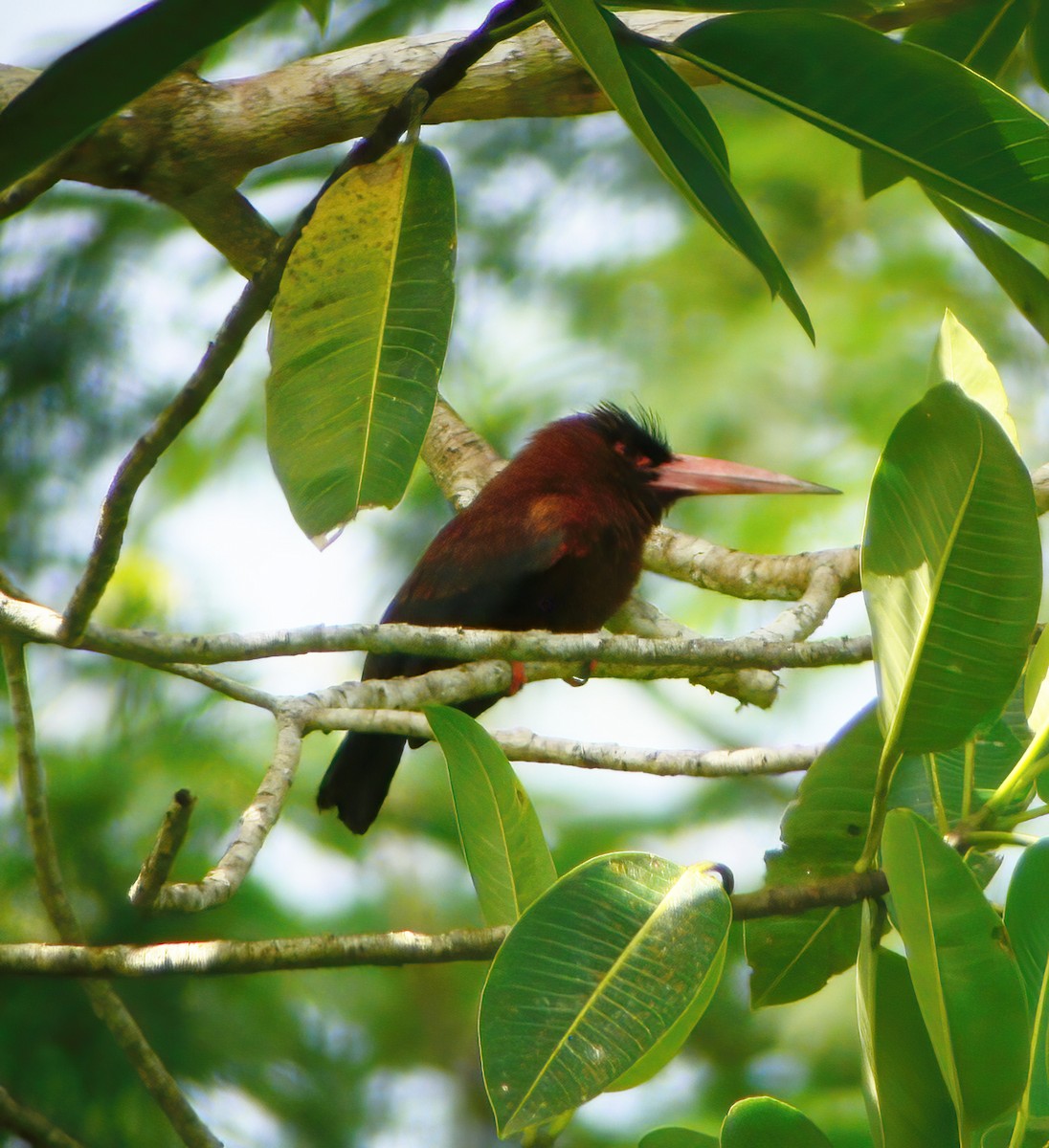 Purúsglanzvogel - ML615434061