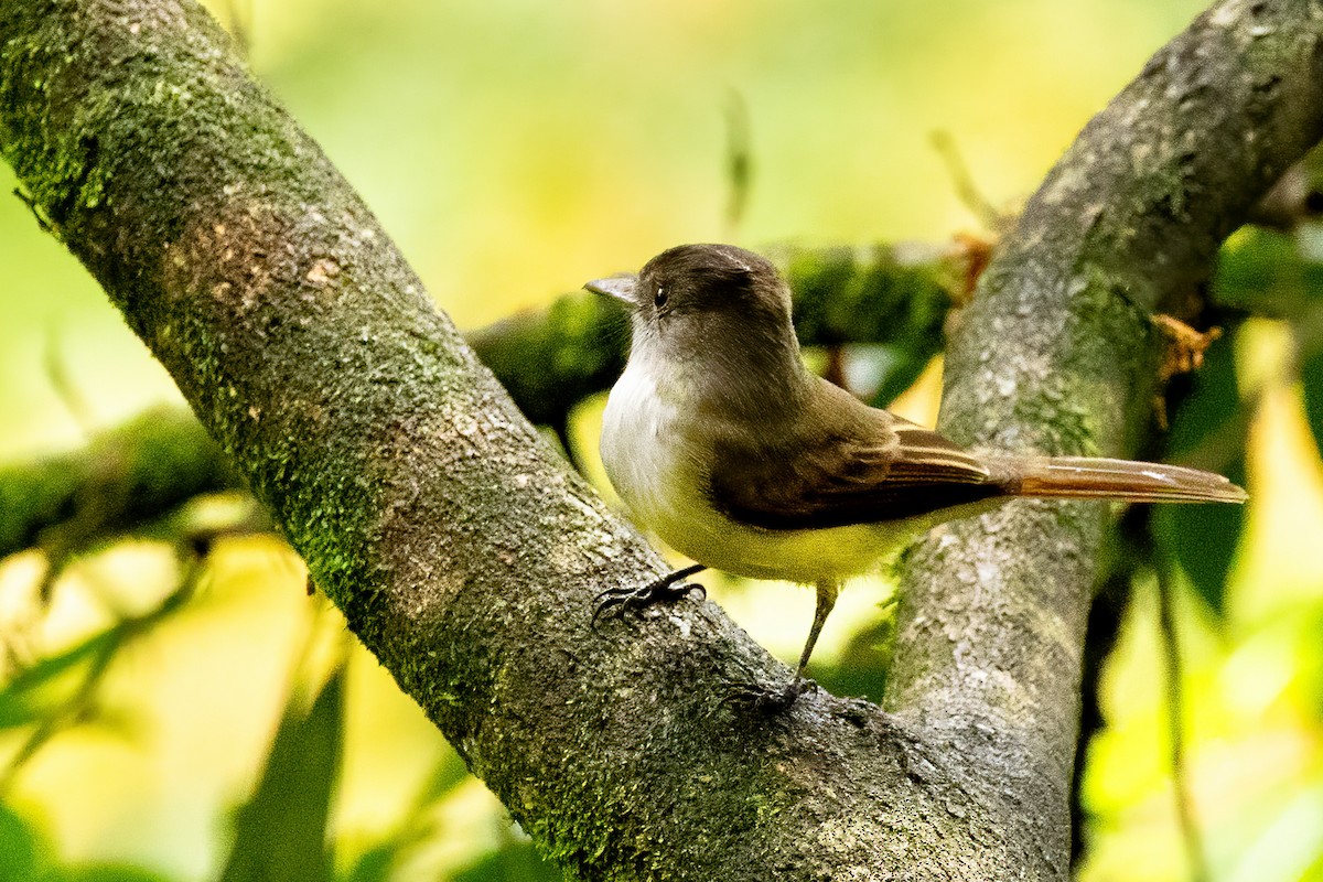 Dusky-capped Flycatcher - Jennifer Esten