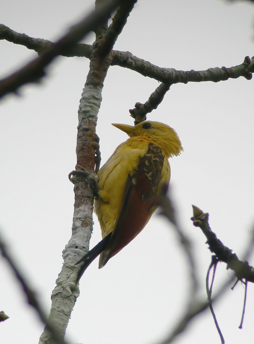 Cream-colored Woodpecker - ML615434116