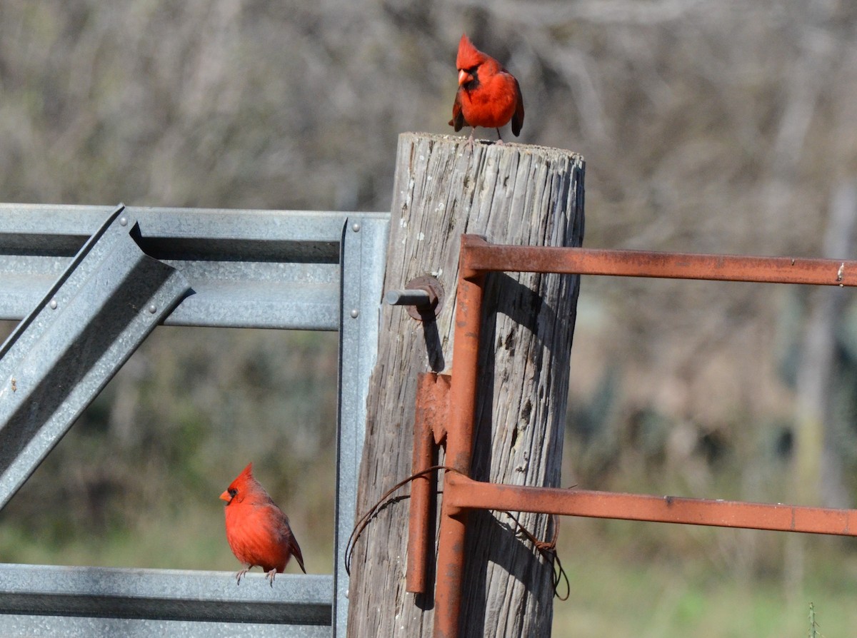 Northern Cardinal - Julie Beever