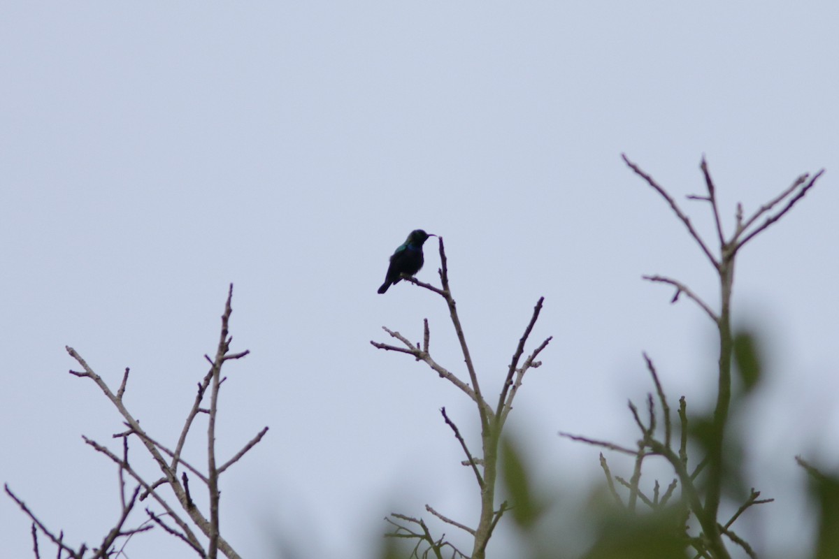 Purple-banded Sunbird - ML615434149