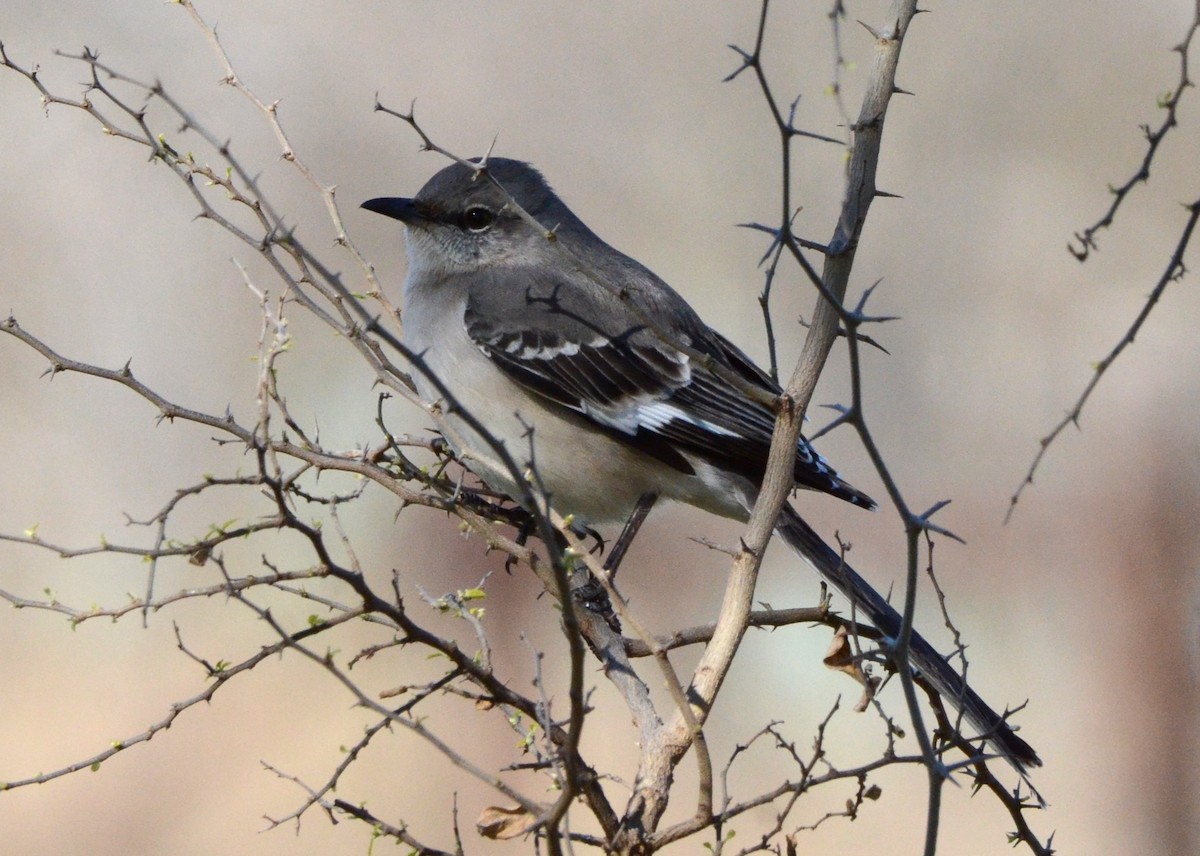 Northern Mockingbird - ML615434208