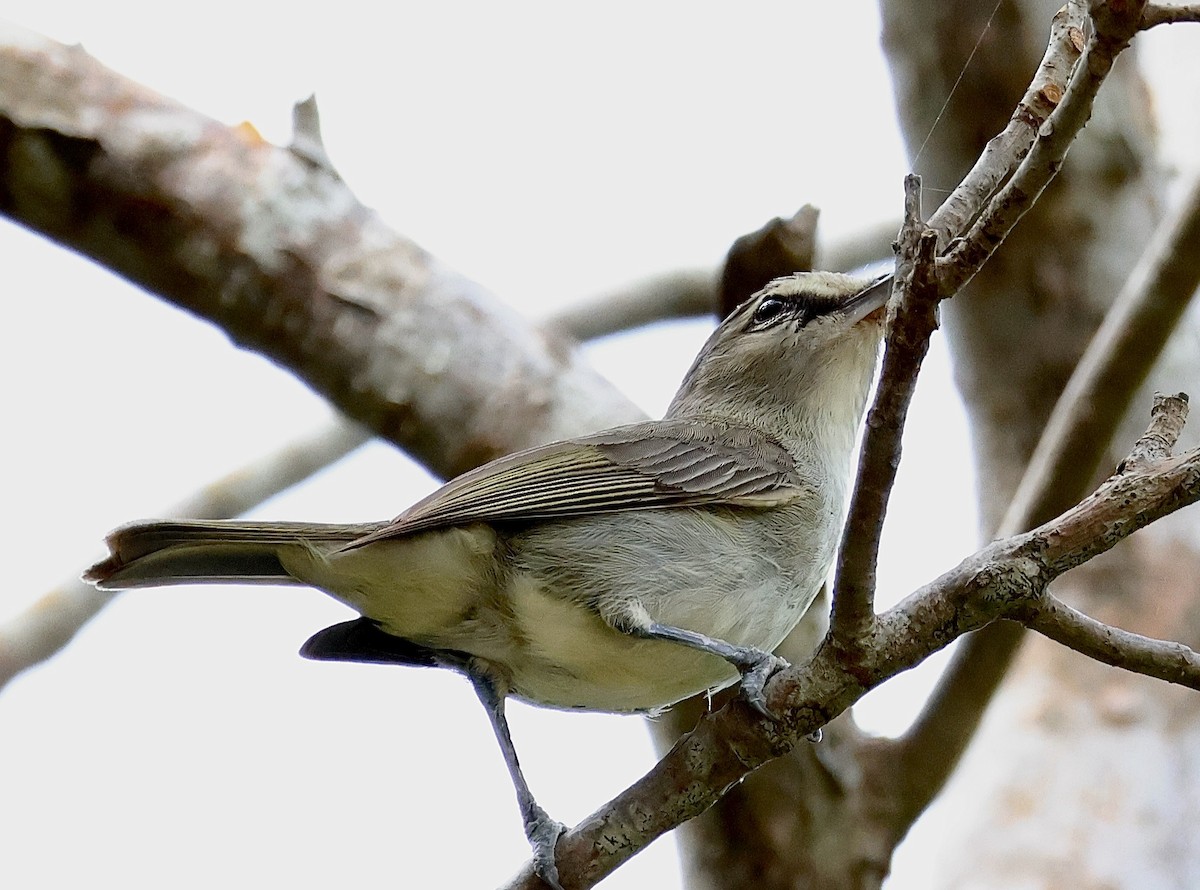 Yucatan Vireo - Alison Mews