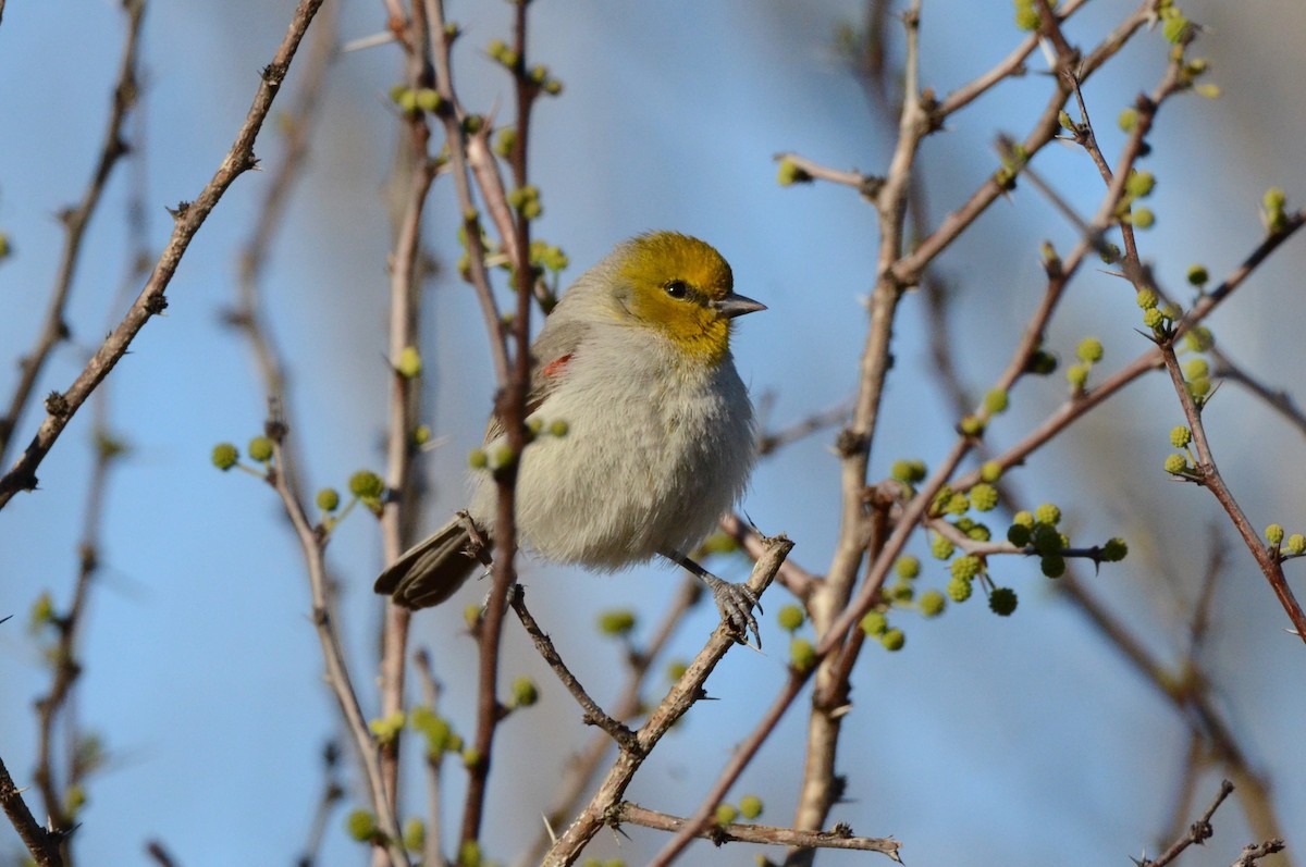 Verdin - Julie Beever