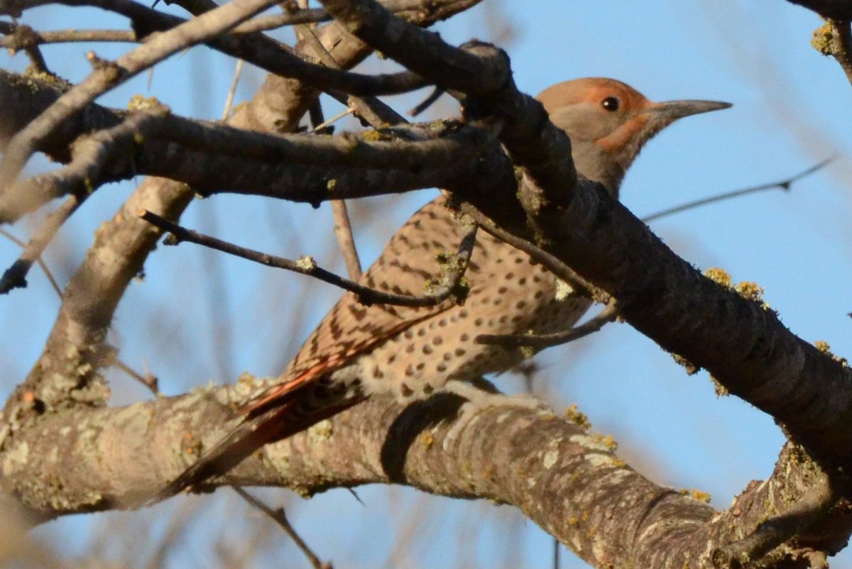 Northern Flicker - ML615434256