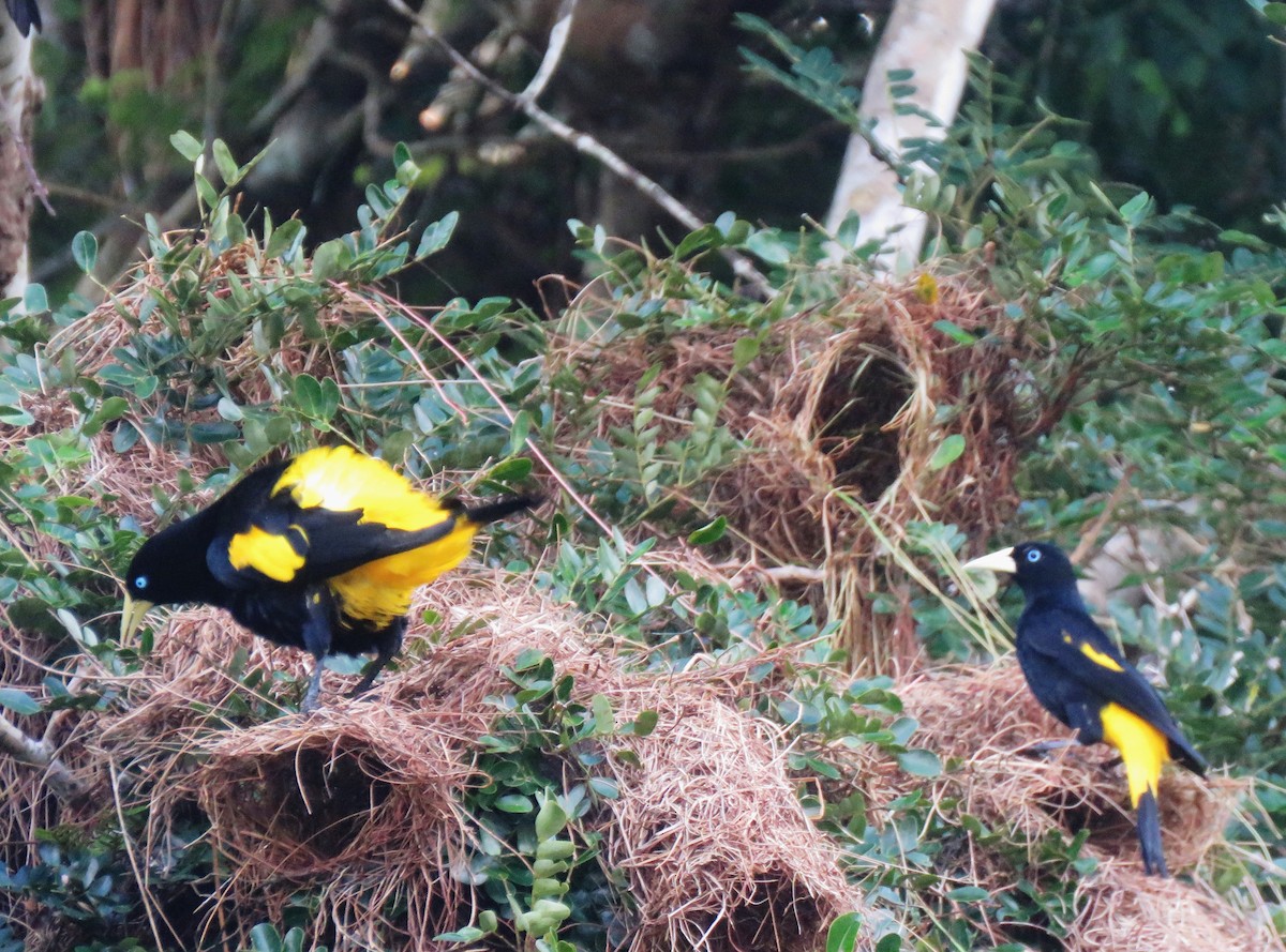 Yellow-rumped Cacique - Holly Sweeney