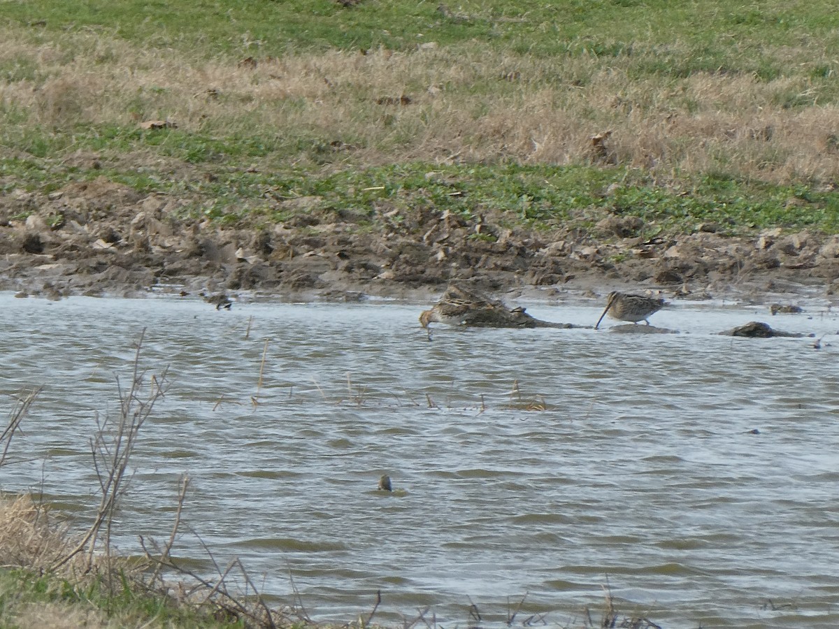 Wilson's Snipe - ML615434271