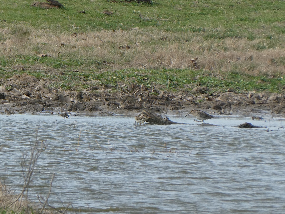 Wilson's Snipe - patty kirk