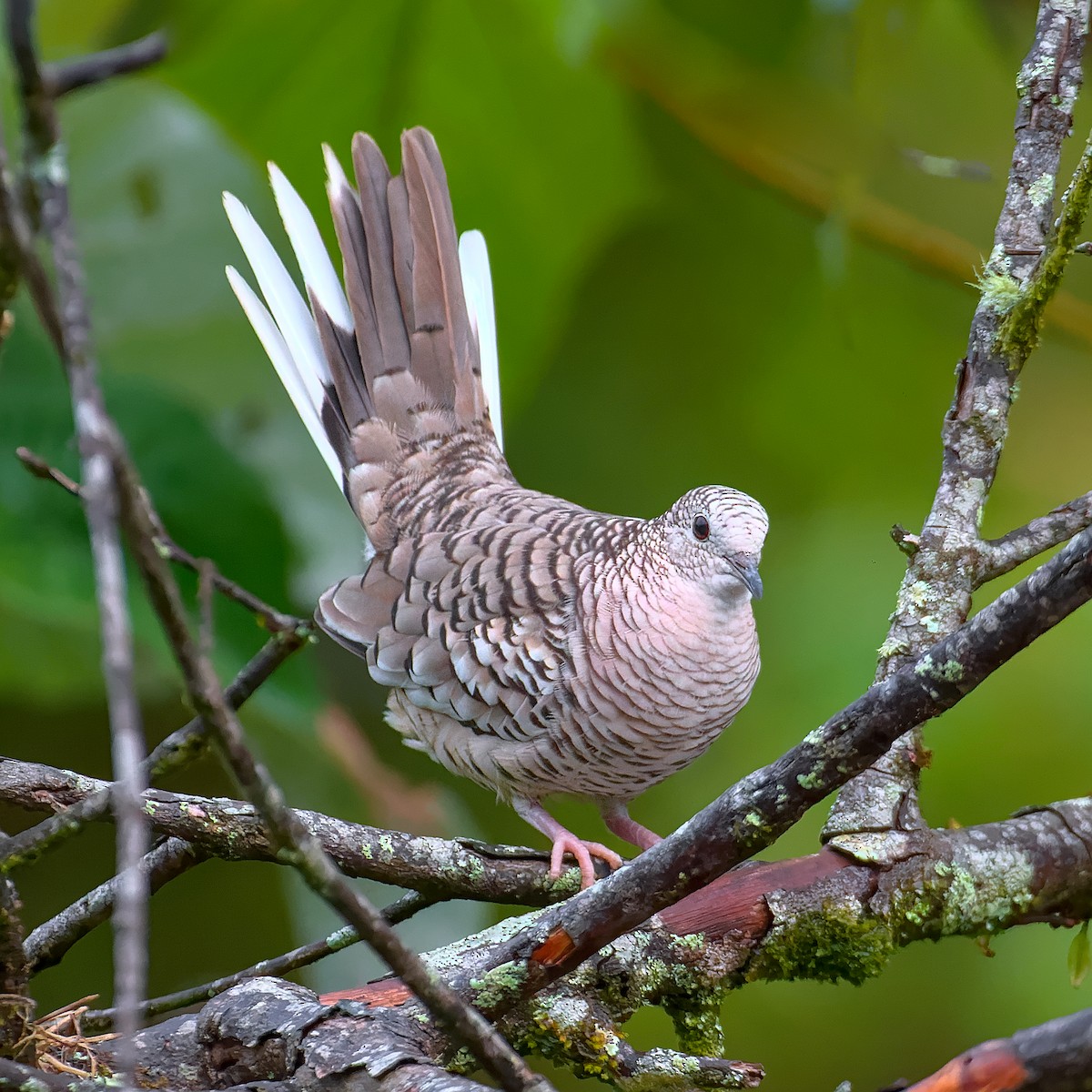 Scaled Dove - ML615434279