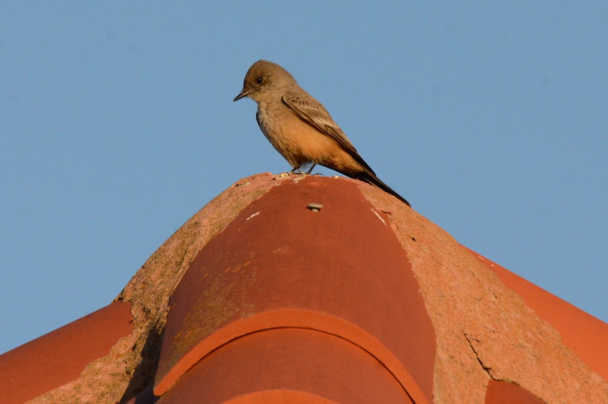 Say's Phoebe - Julie Beever