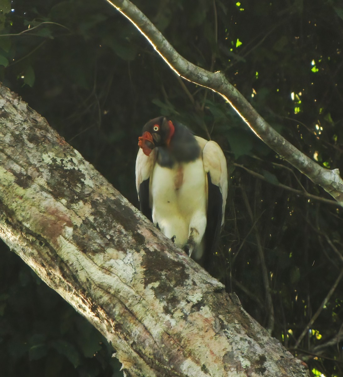 King Vulture - ML615434348