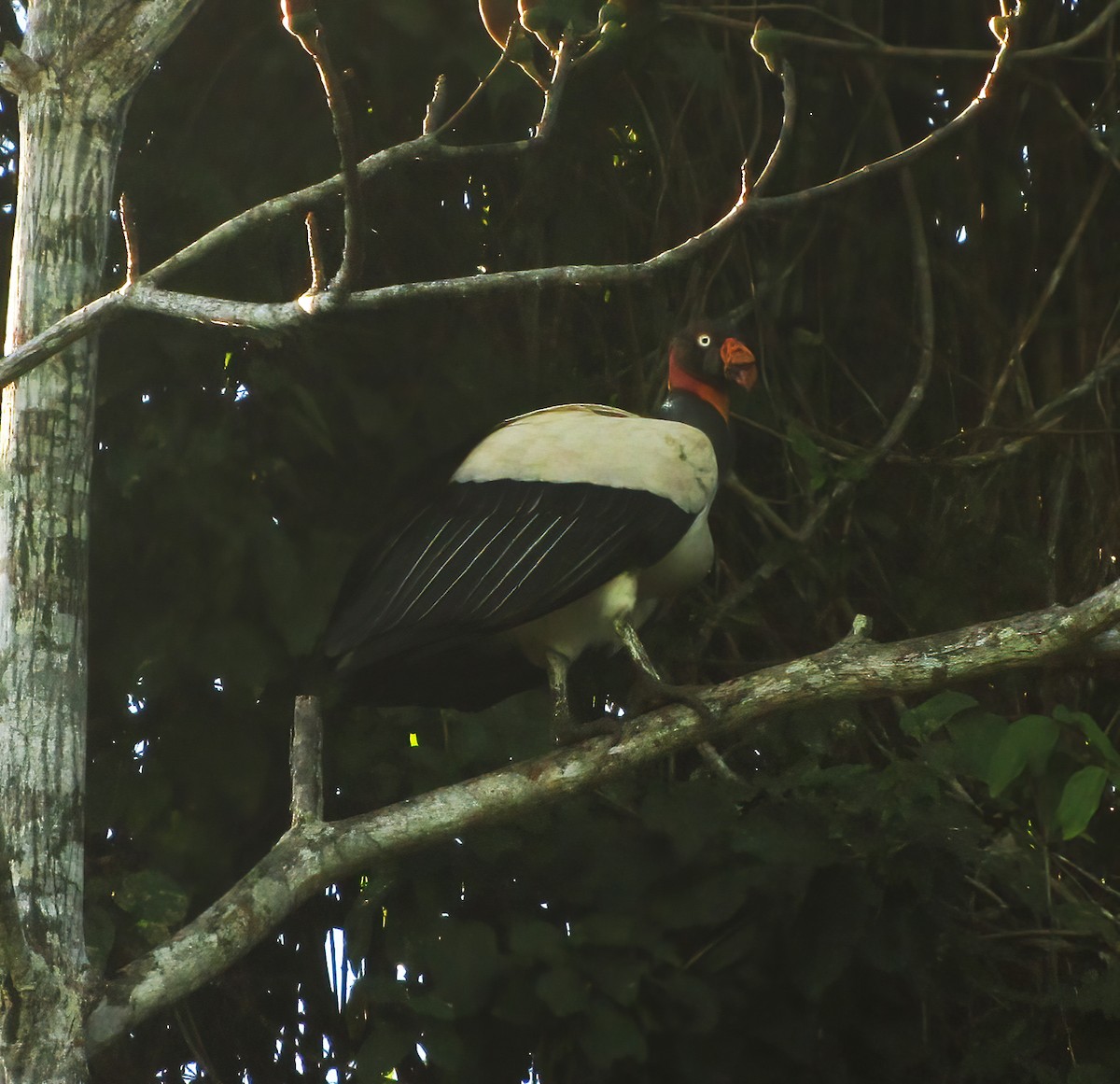 King Vulture - Gary Rosenberg