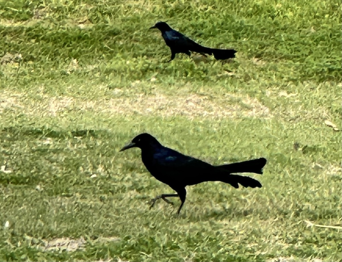 Great-tailed Grackle - ML615434375