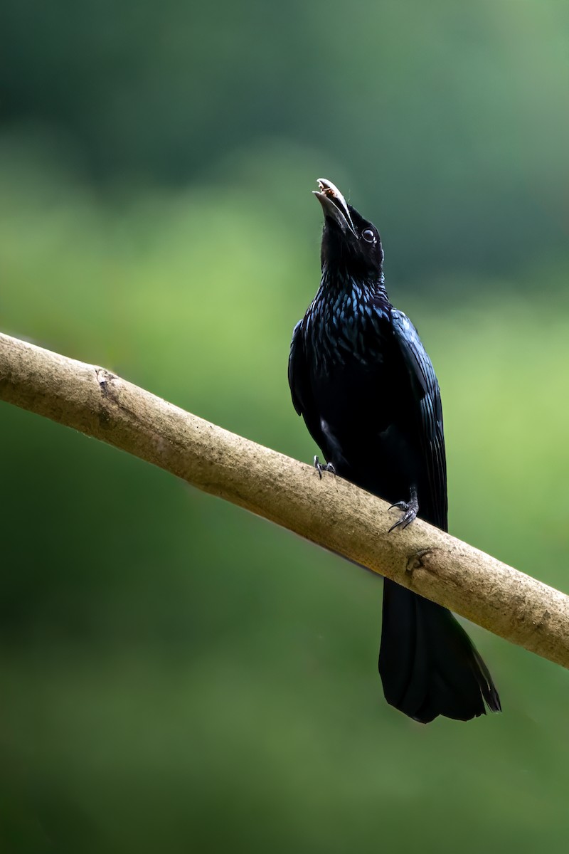 Hair-crested Drongo - ML615434453