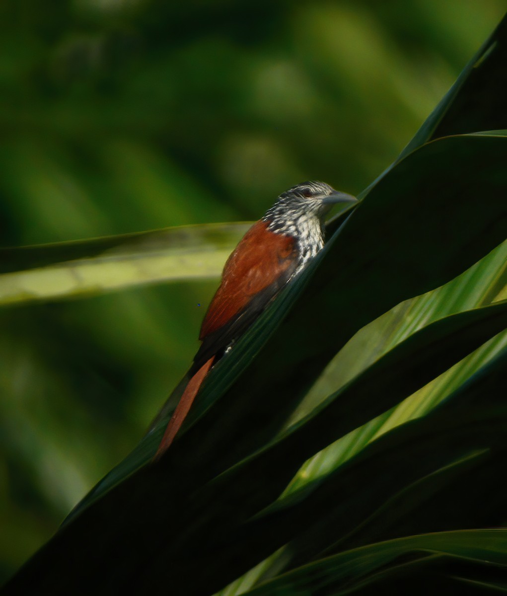 Point-tailed Palmcreeper - ML615434477