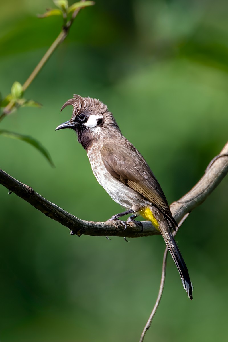 bulbul himálajský - ML615434527