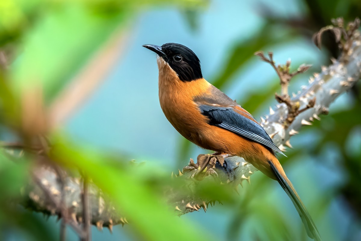 Rufous Sibia - ML615434564