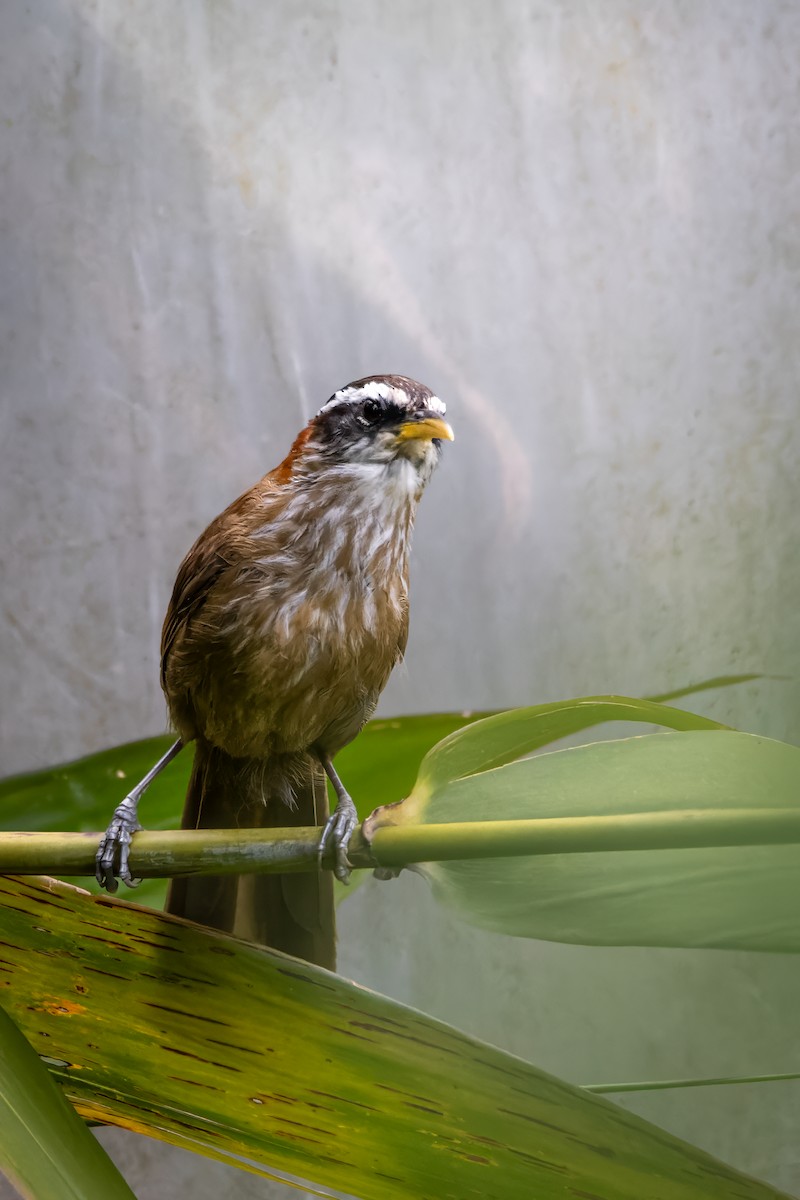 Streak-breasted Scimitar-Babbler - ML615434566